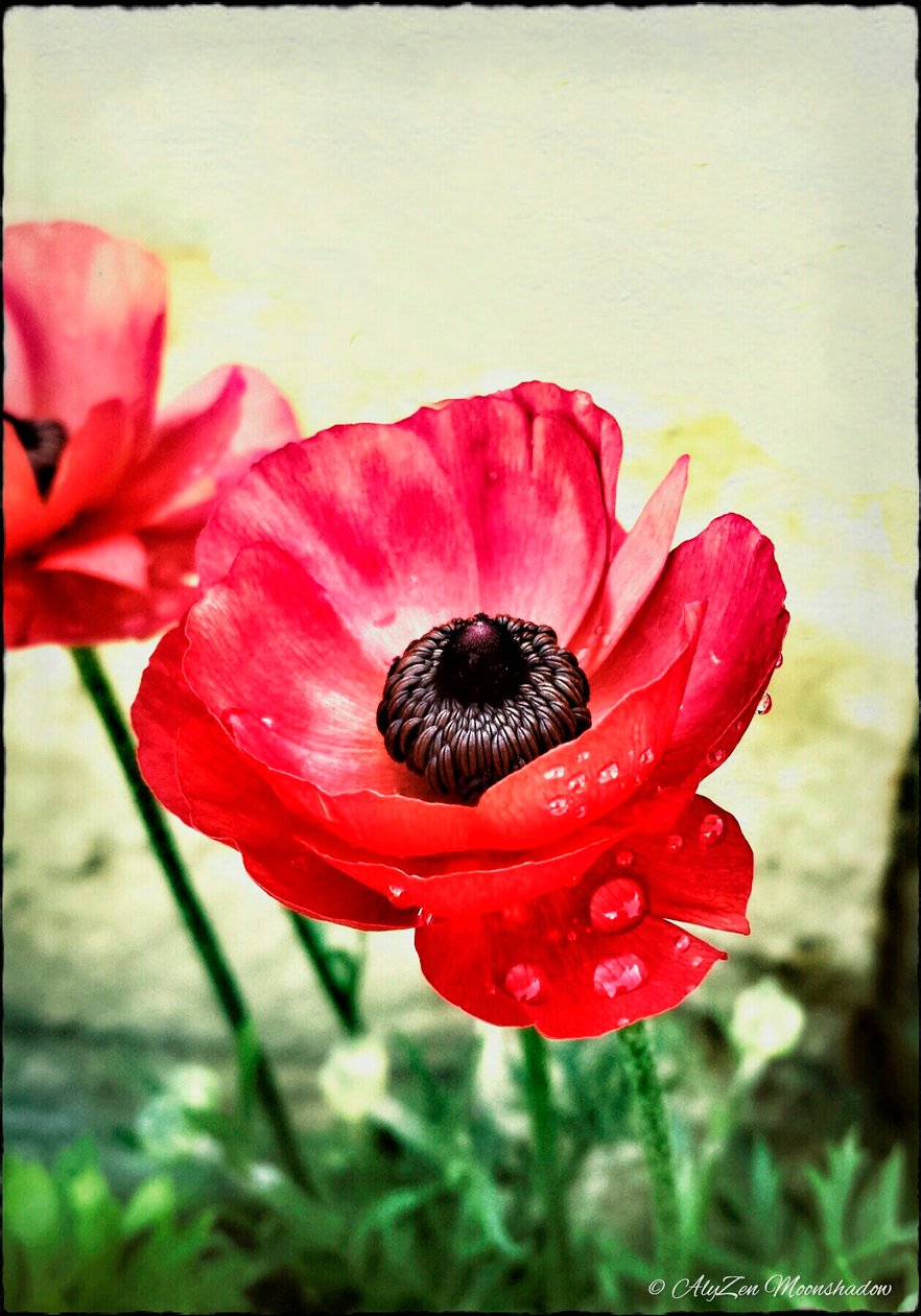 Red Anemone, 2013, (digital blandet medietelefonografi) av AlyZen Moonshadow