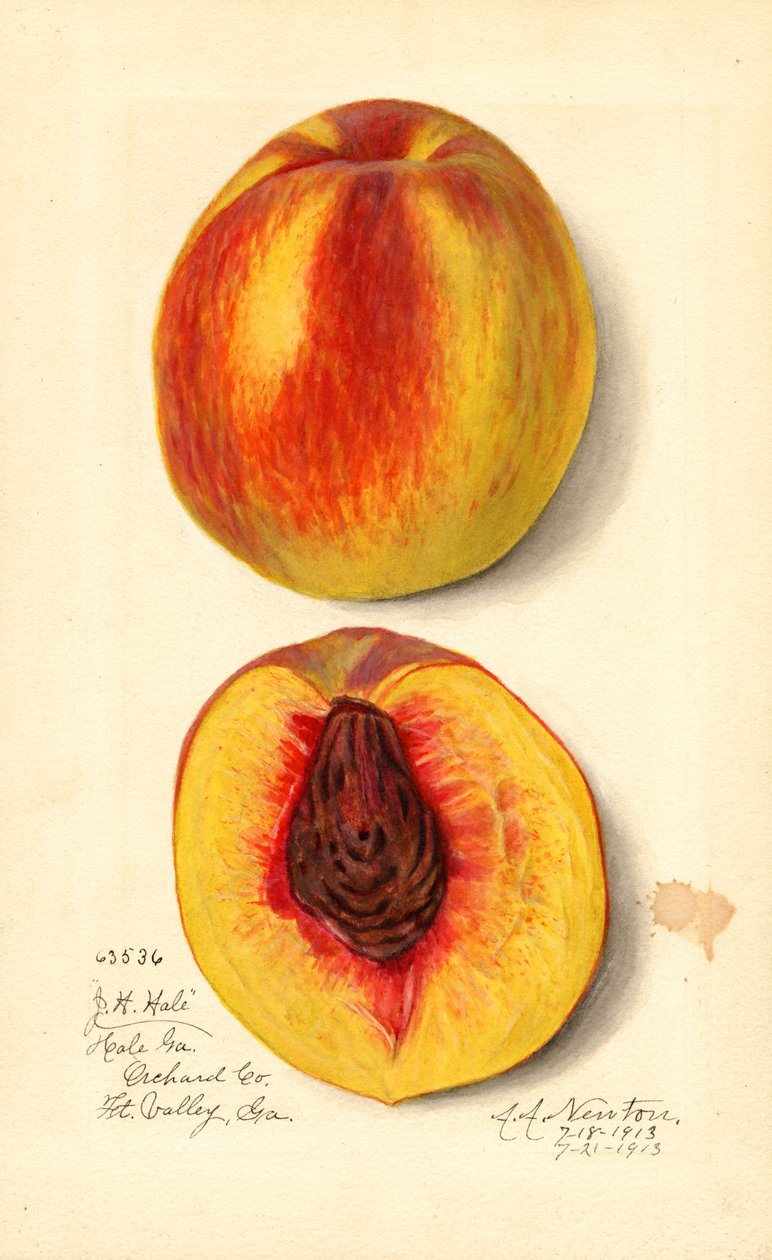 Fersken (Prunus persica: JH Hale) (akvarell) av Amanda Almira Newton