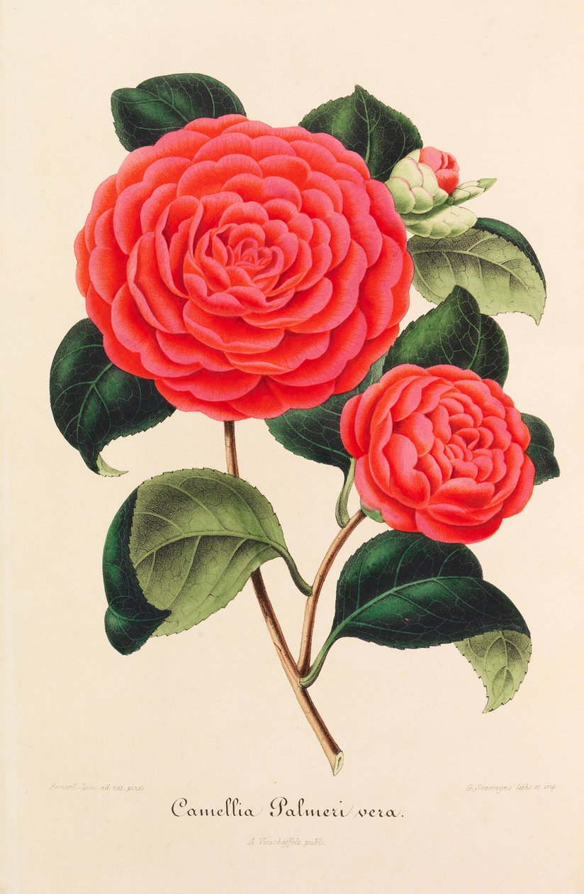 Ny ikonografi av kameliaer, 1850-1860. av Ambroise Alexandre Verschaffelt