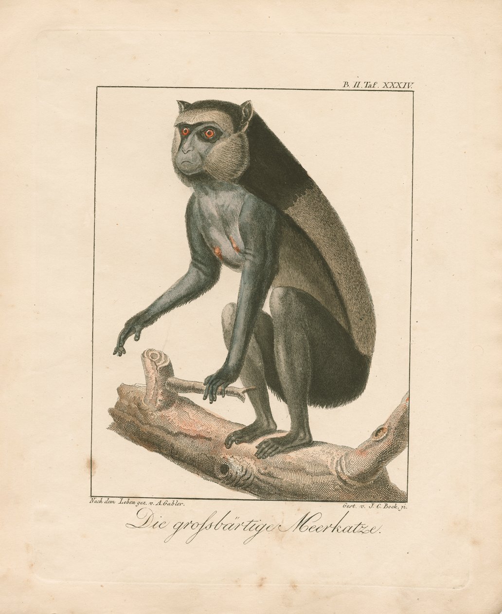 Stor skjeggapa (håndkolorert kobberstikk) av Ambrosius Gabler