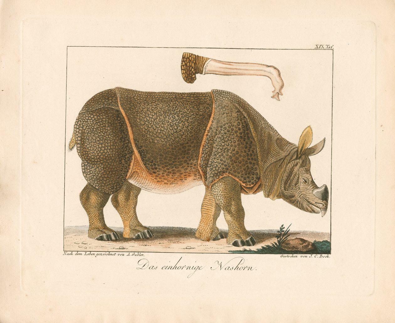 Indisk neshorn (håndkolorert lito) av Ambrosius Gabler