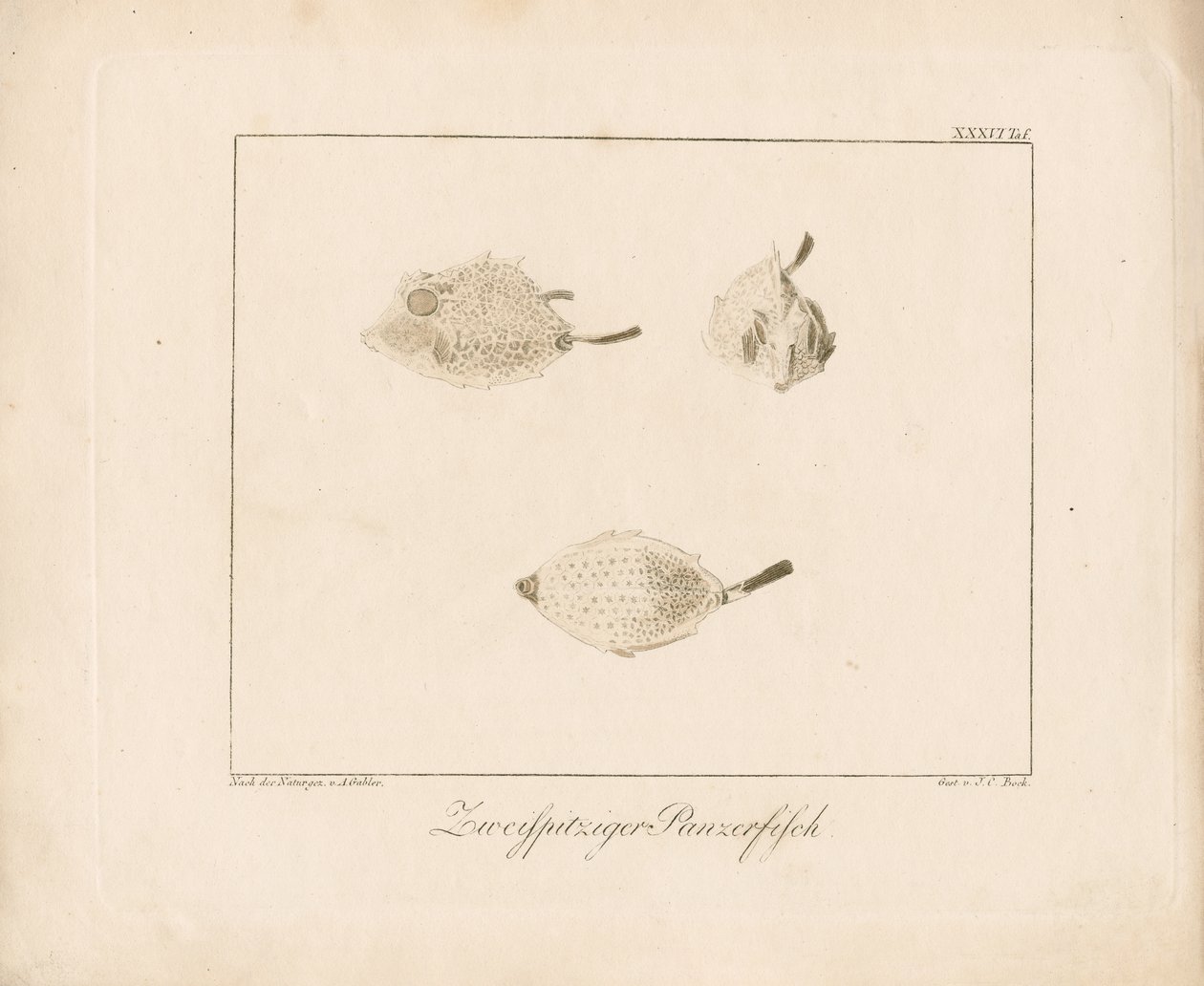 Langhornet kufisk (kobbergravering) av Ambrosius Gabler