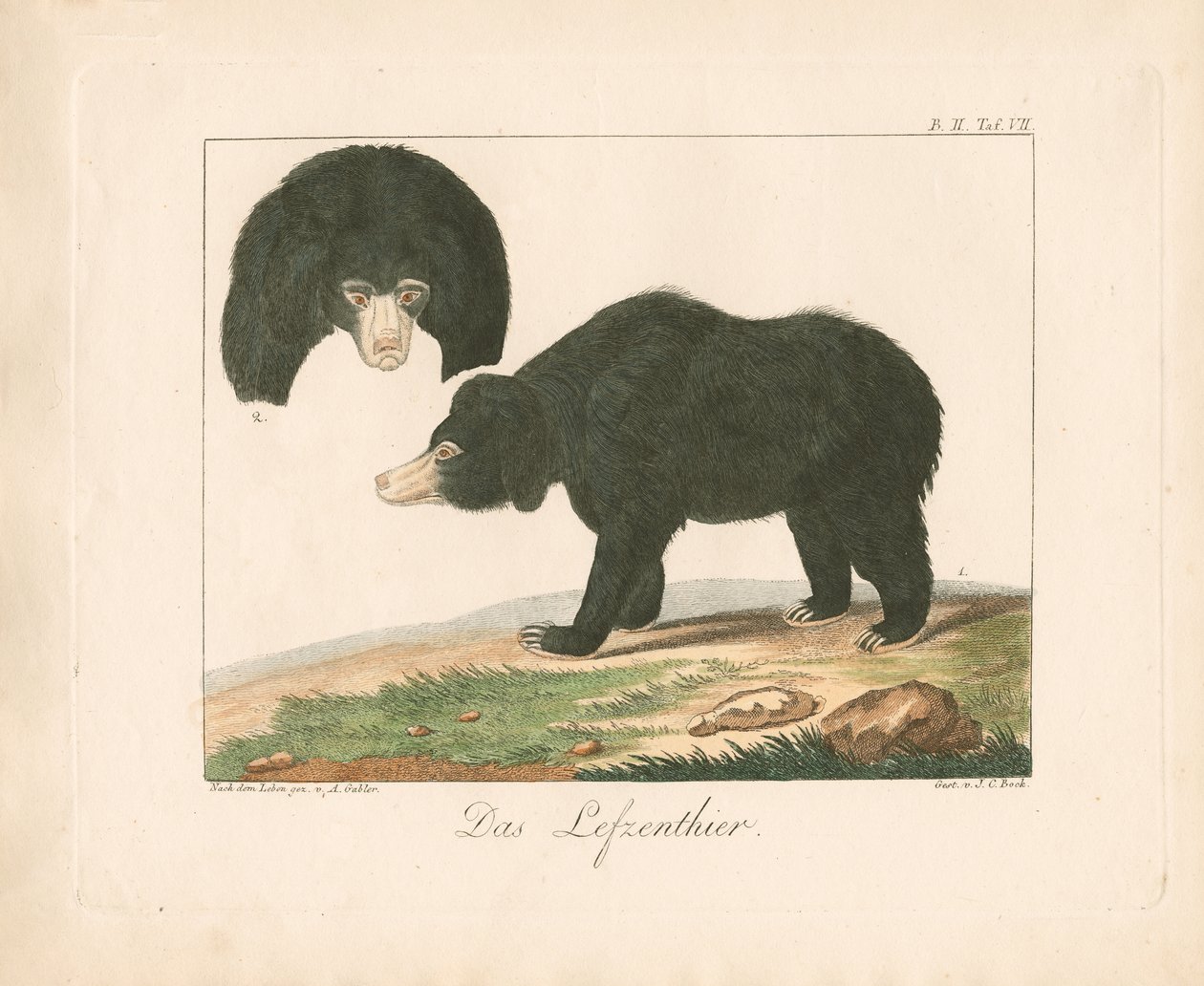 Malayansk solbjørn (håndkolorert lito) av Ambrosius Gabler