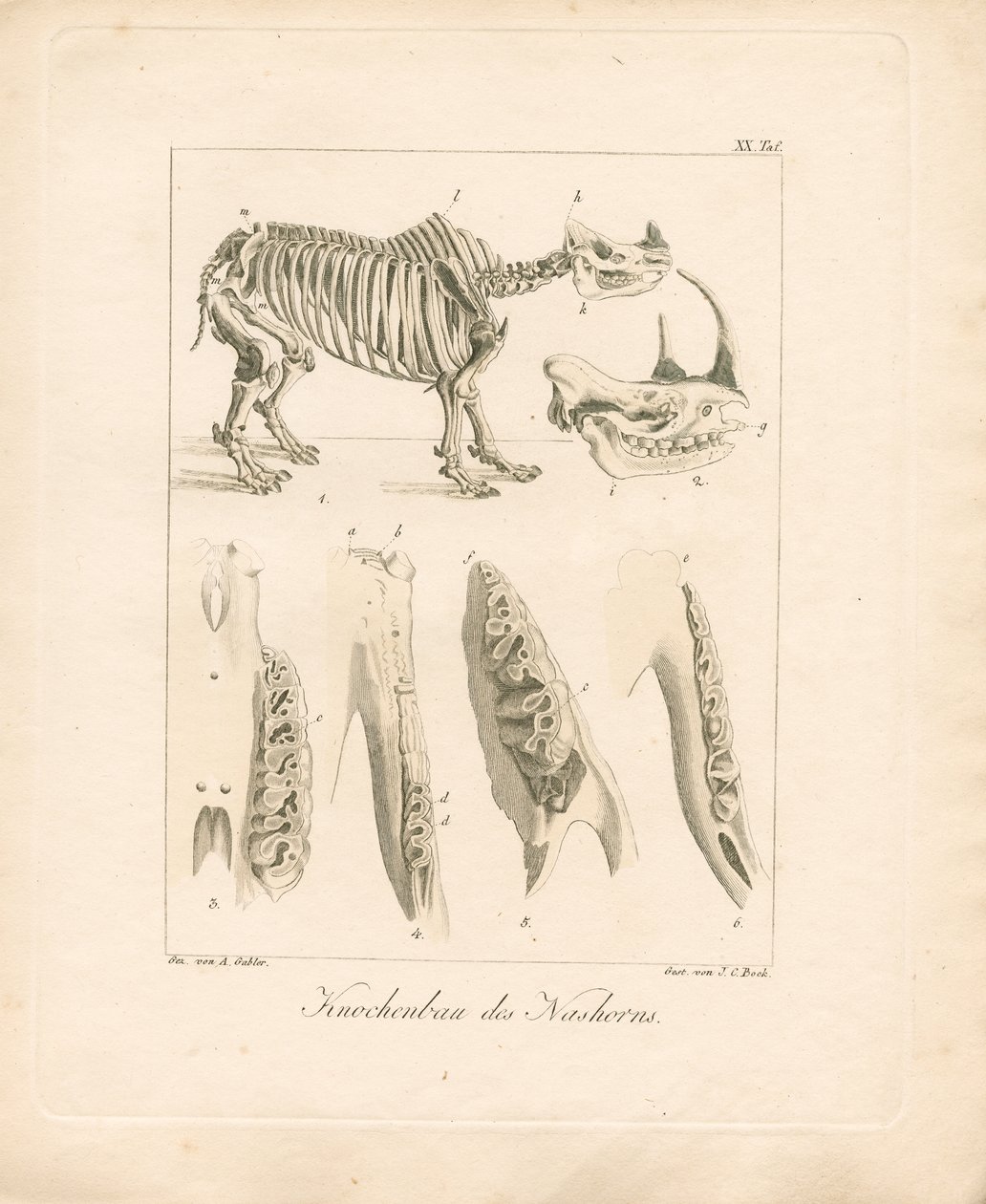 Neshorns skjelettstruktur (farget kobberstikk) av Ambrosius Gabler