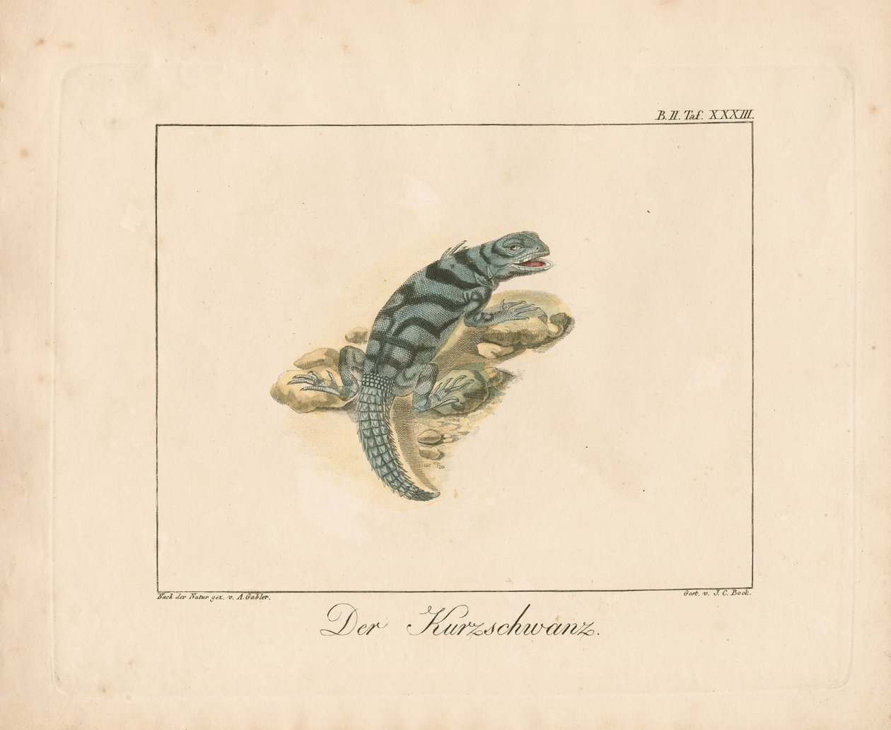 Korthaleøgle (håndkolorert kobberstikk) av Ambrosius Gabler