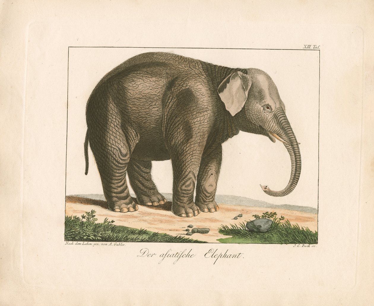 Den asiatiske elefanten (håndkolorert gravering) av Ambrosius Gabler