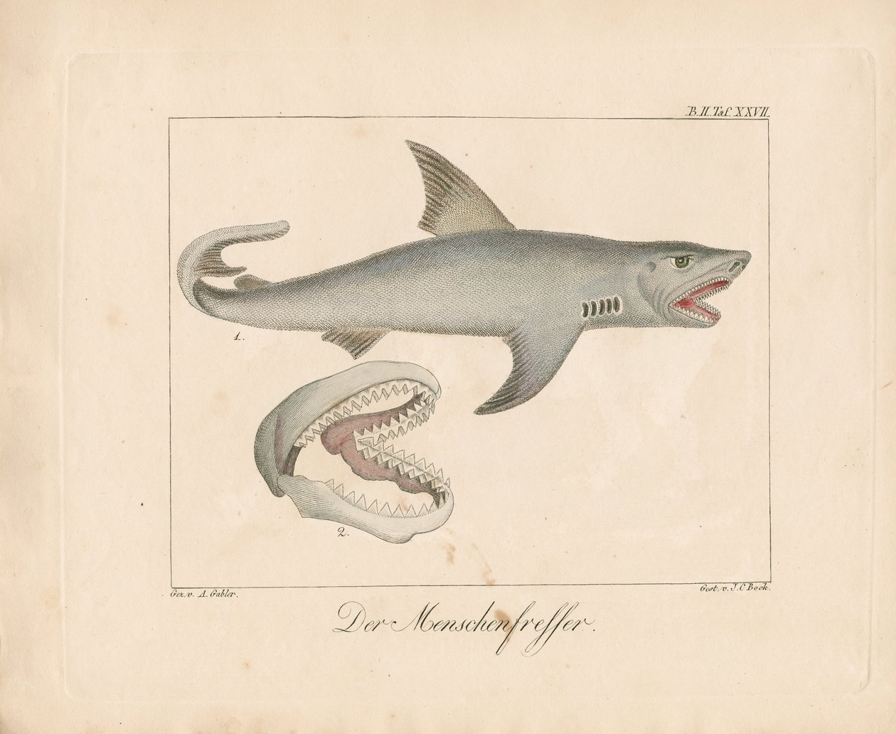 Menneskeeterhaien (håndkolorert lito) av Ambrosius Gabler