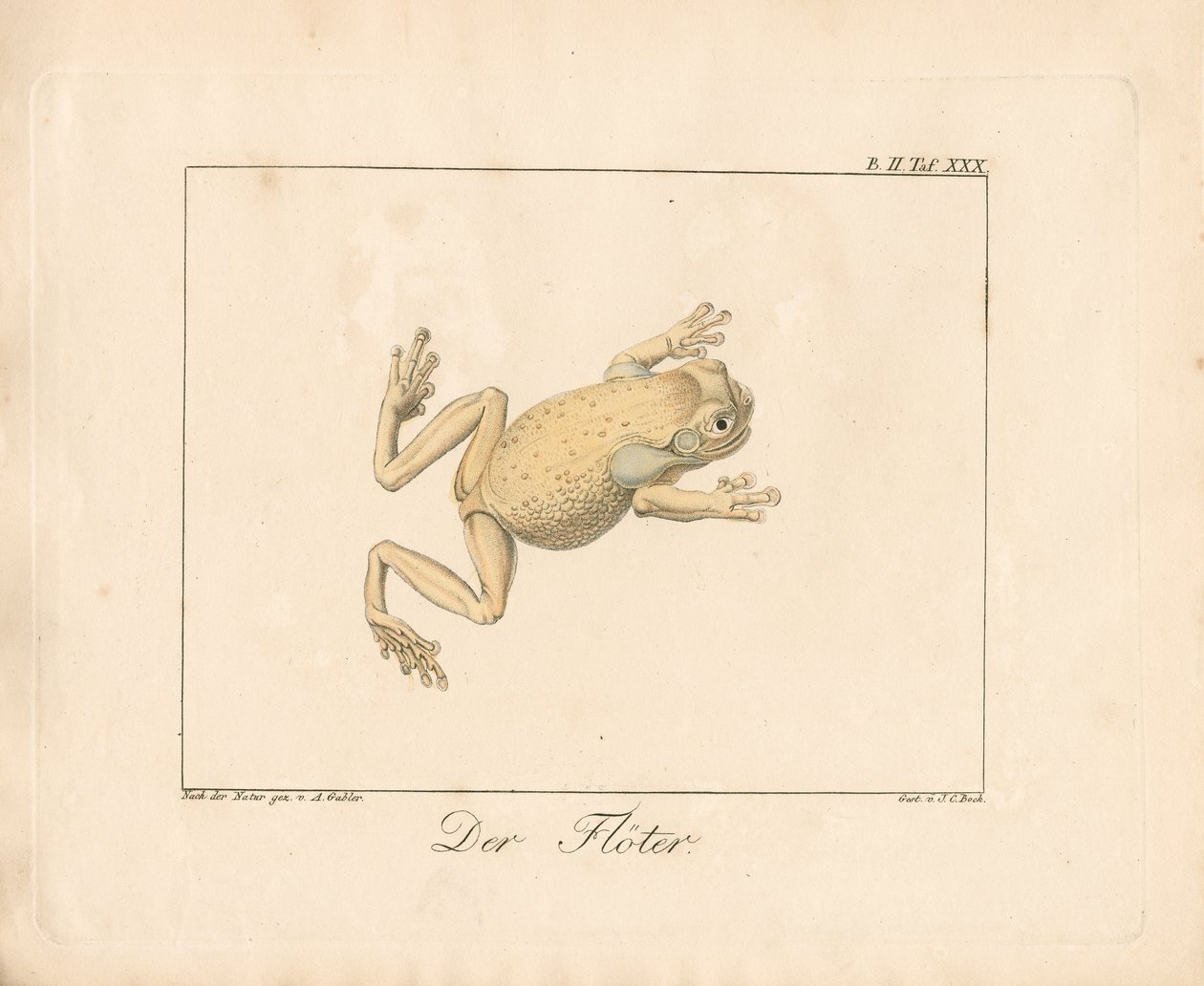 Piperen (håndkolorert lito) av Ambrosius Gabler