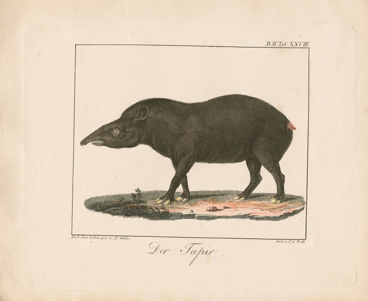 Tapiren (håndkolorert lito) av Ambrosius Gabler