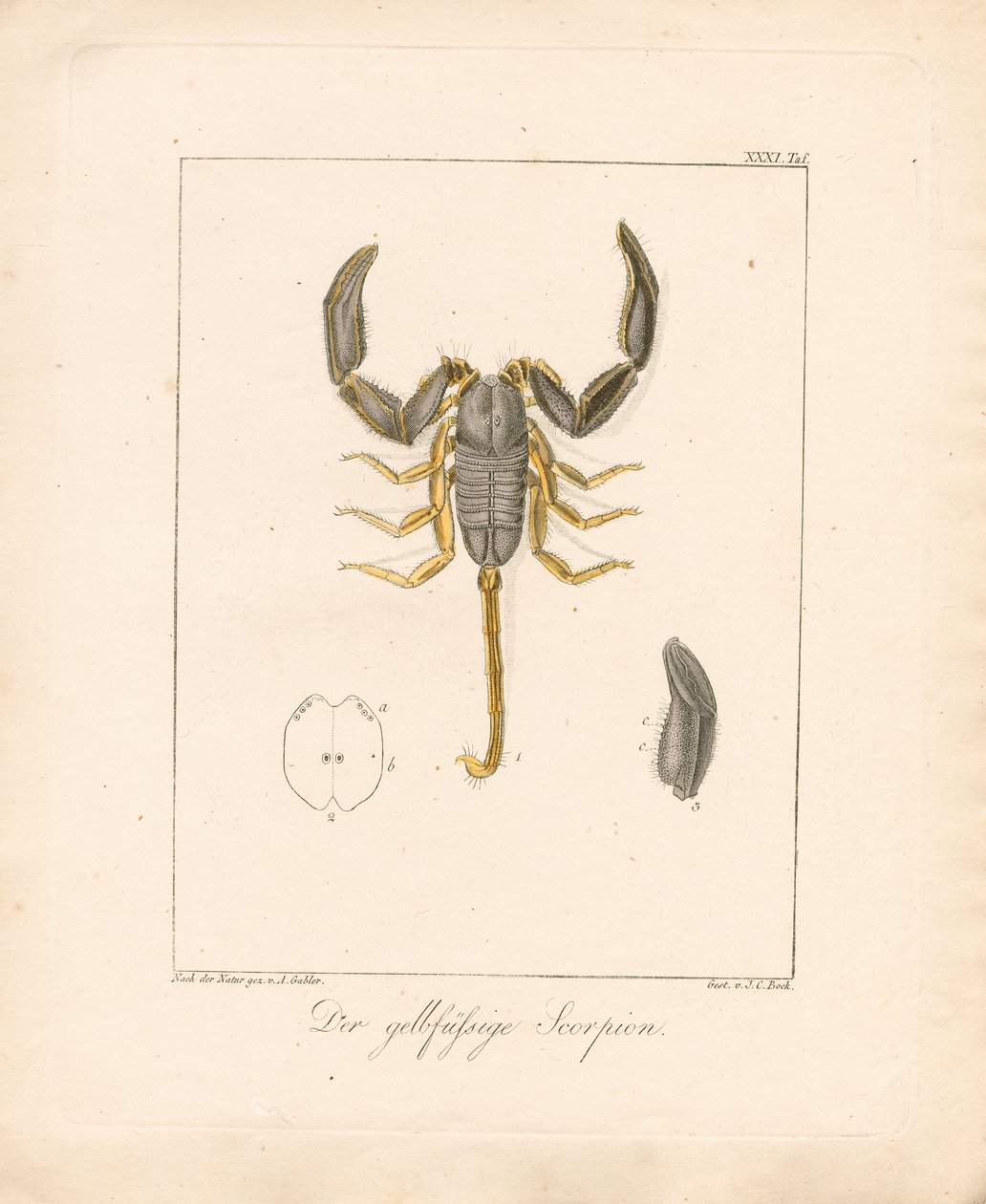 Den gulbeinte skorpionen (håndkolorert kobberstikk) av Ambrosius Gabler