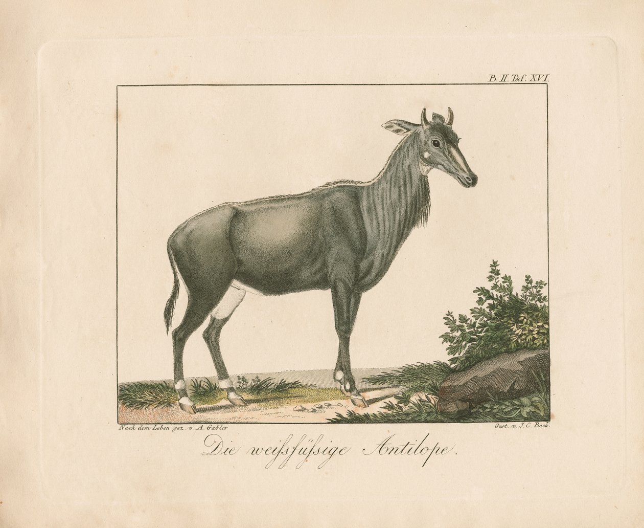 Hvitfotantilope (håndkolorert kobberstikk) av Ambrosius Gabler