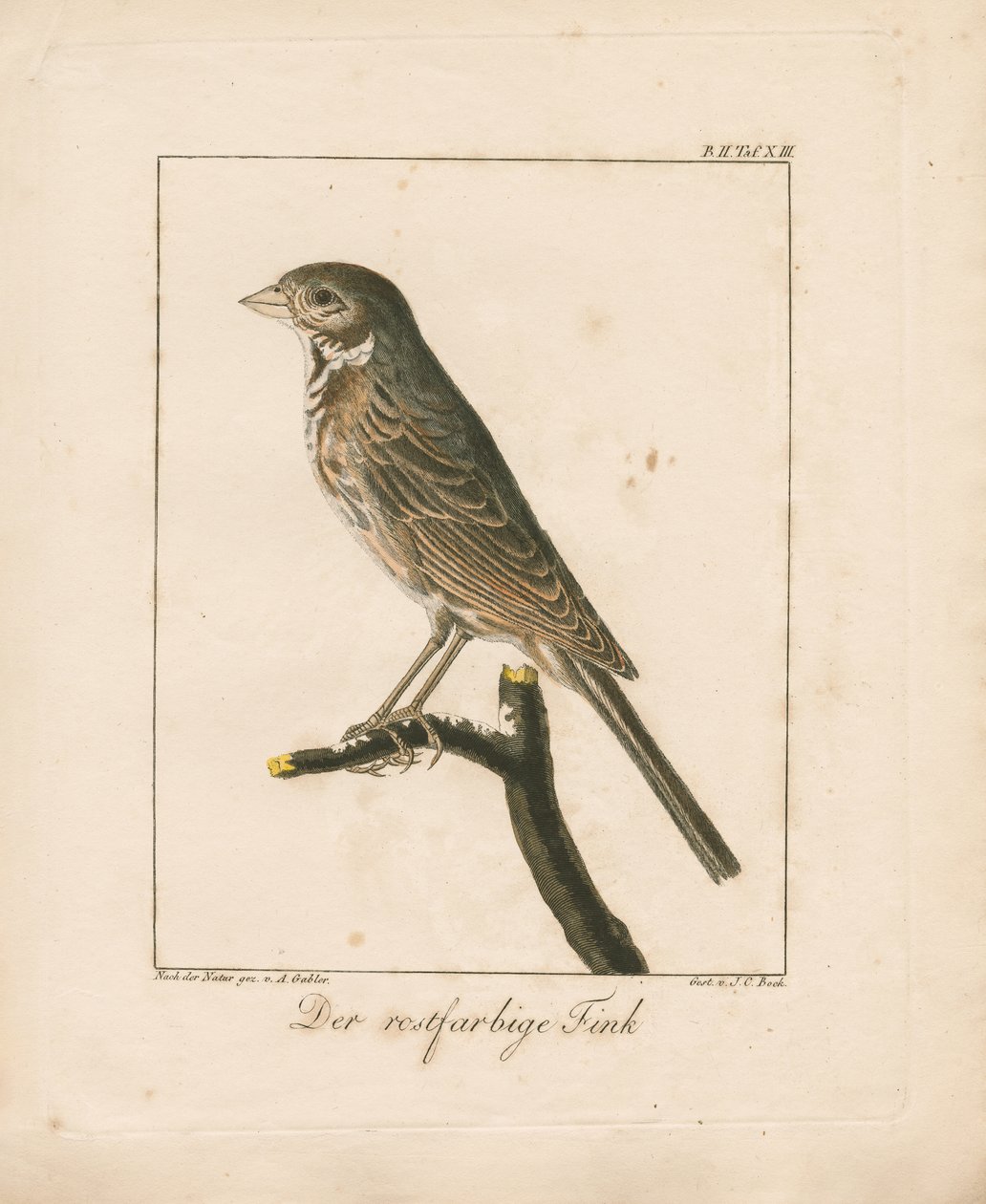 Gulsår (håndkolorert kobberstikk) av Ambrosius Gabler