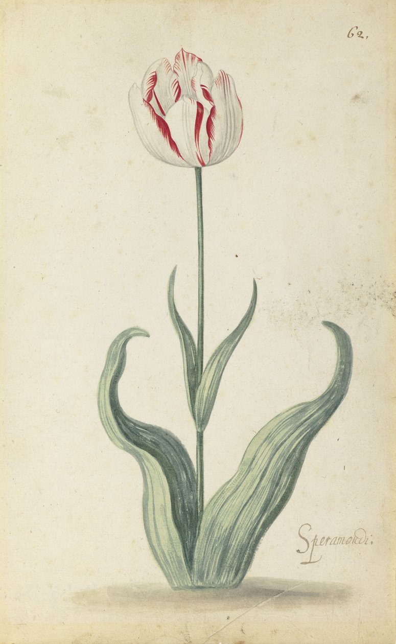 "Speramondi" tulipan, fra et album med blomster, ca. 1640 av Ambrosius the Younger Bosschaert