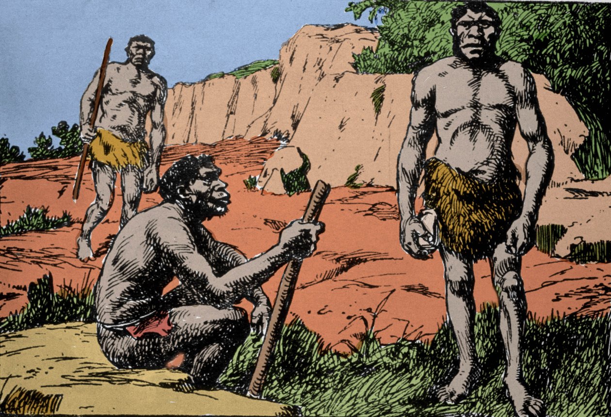 Forhistorie: representasjon av Homo rhodesiensis eller mannen fra Broken hill, stamfar til Homo sapiens, hvis fossiler ble oppdaget i Rhodesia (dagens Zambia i Afrika). Tegning av A. Forestier. DR av Amedee Forestier