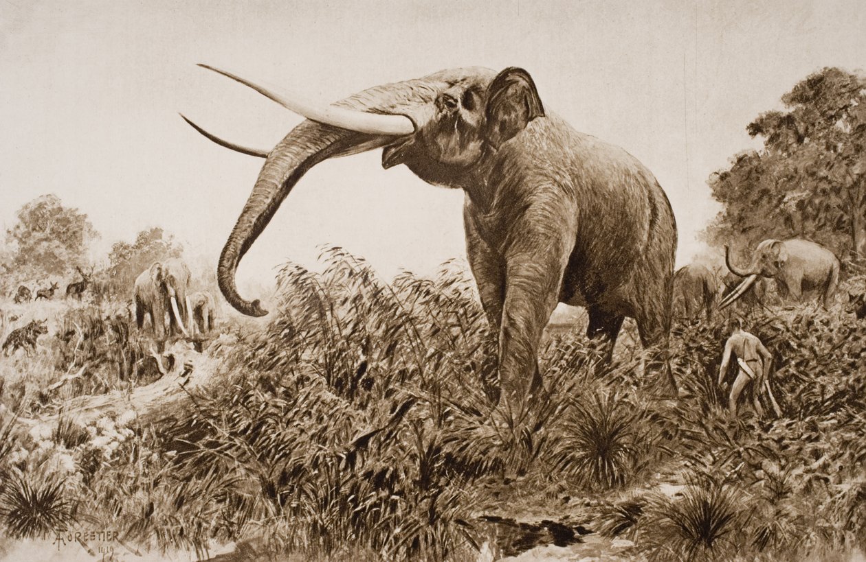 The Chatham Elephant, illustrasjon fra 