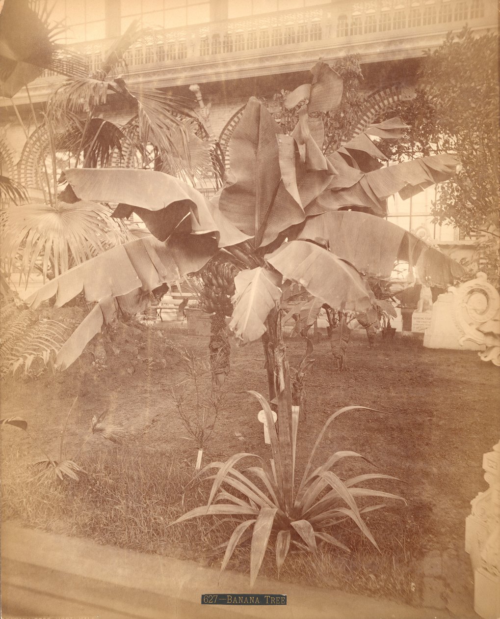 Banana Tree, Pennsylvania Centennial Exhibition, 1876 (sølvalbumintrykk) av American Photographer