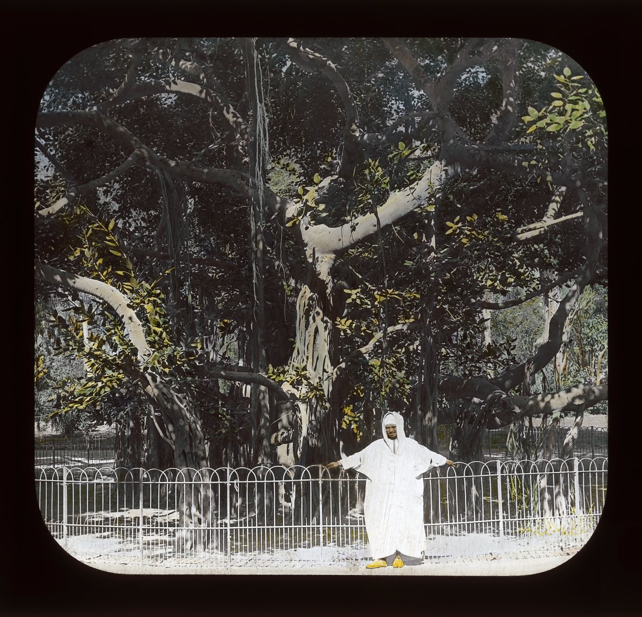 Egypt - Banyan Tree, Esbekiyeh Place, Kairo (lanternesklie) av American Photographer
