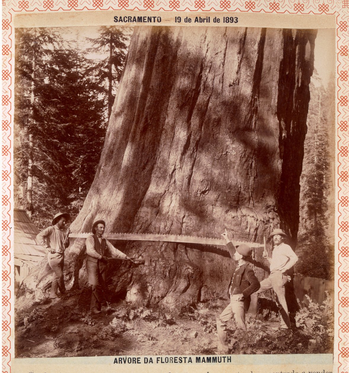 Tømmerhoggere i ferd med å felle en Giant Redwood med en trekksag, Sacramento, California, 1893 (albumintrykk) av American Photographer