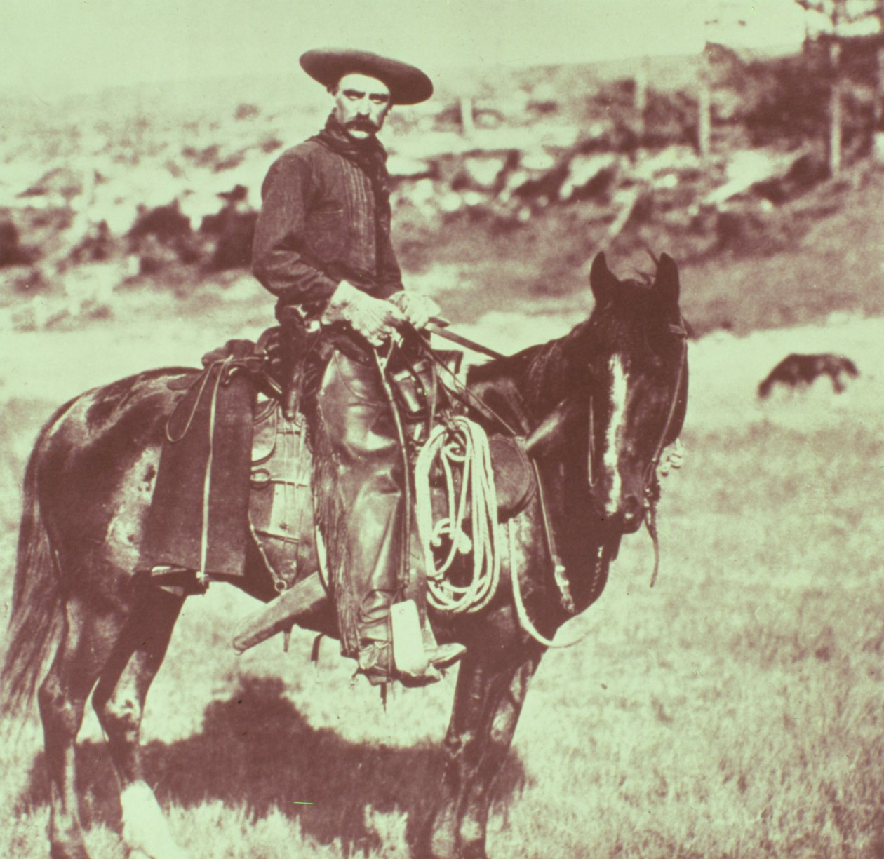Montana Cowboy, ca. 1880 av American Photographer