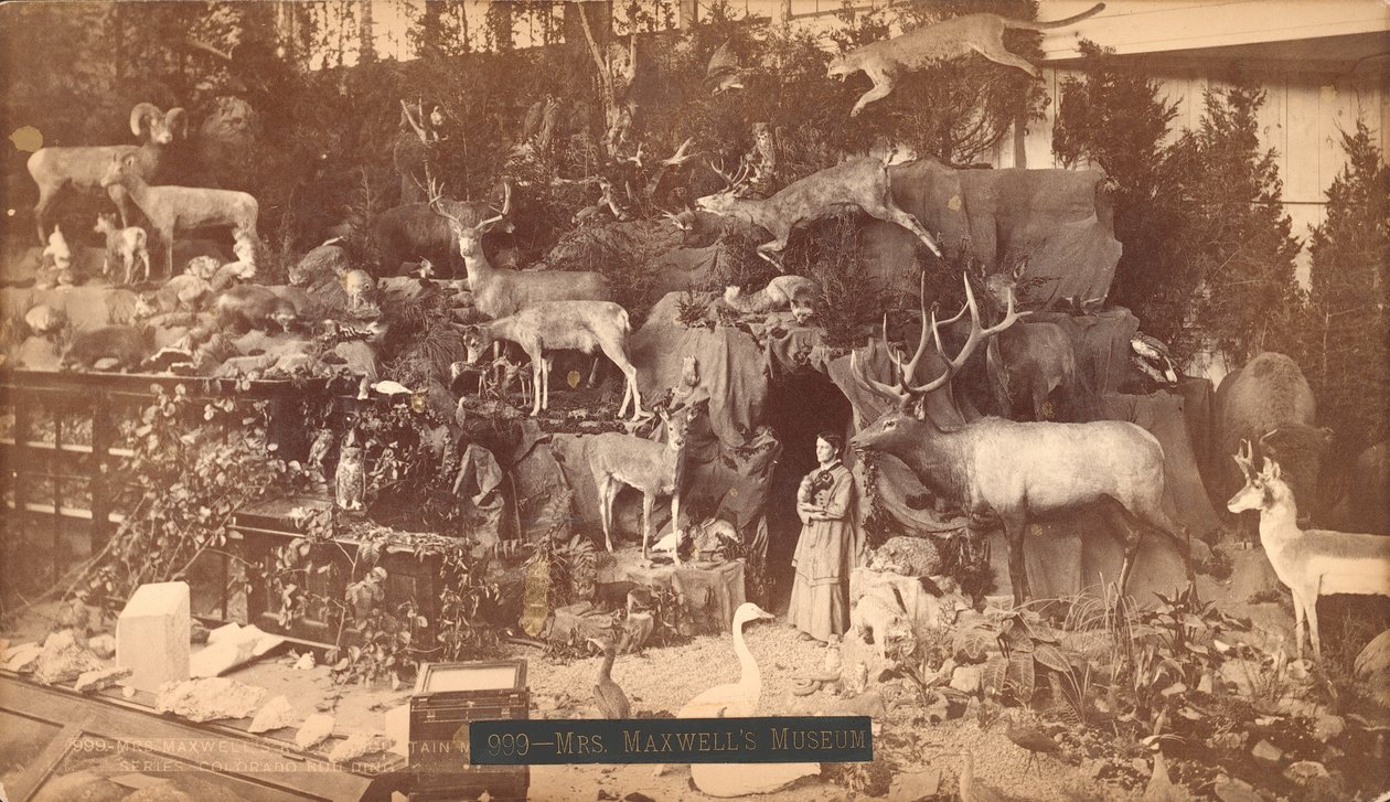 Mrs Maxwells Museum (albumtrykk) av American Photographer