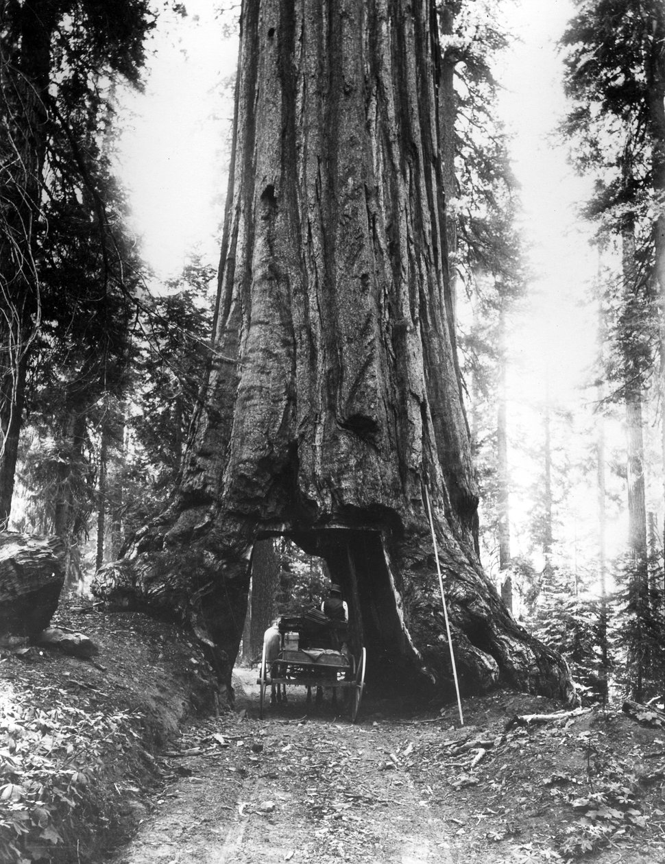 Wawona Tunnel Tree i Mariposa Grove, sent C19th av American Photographer