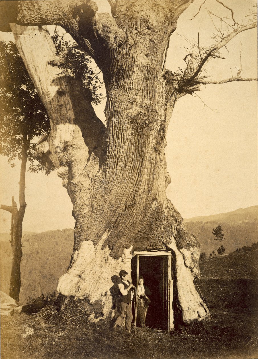 To gutter ved døråpningen til trehytta deres, ca. 1870-80 av American Photographer