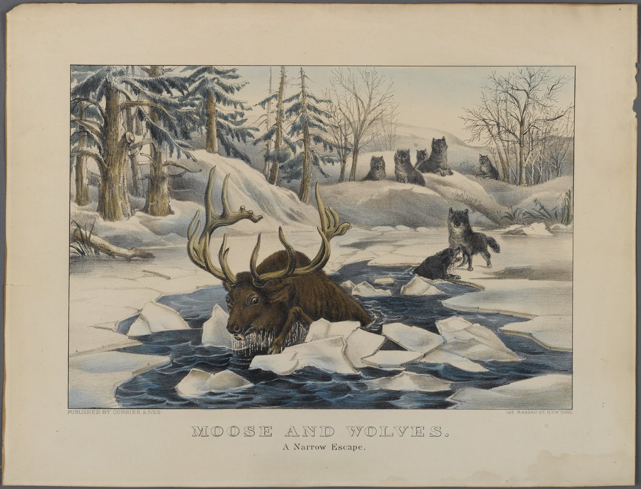 Moose and Wolves, A Narrow Escape, utgitt av Currier & Ives, New York (håndfarget lito) av American School