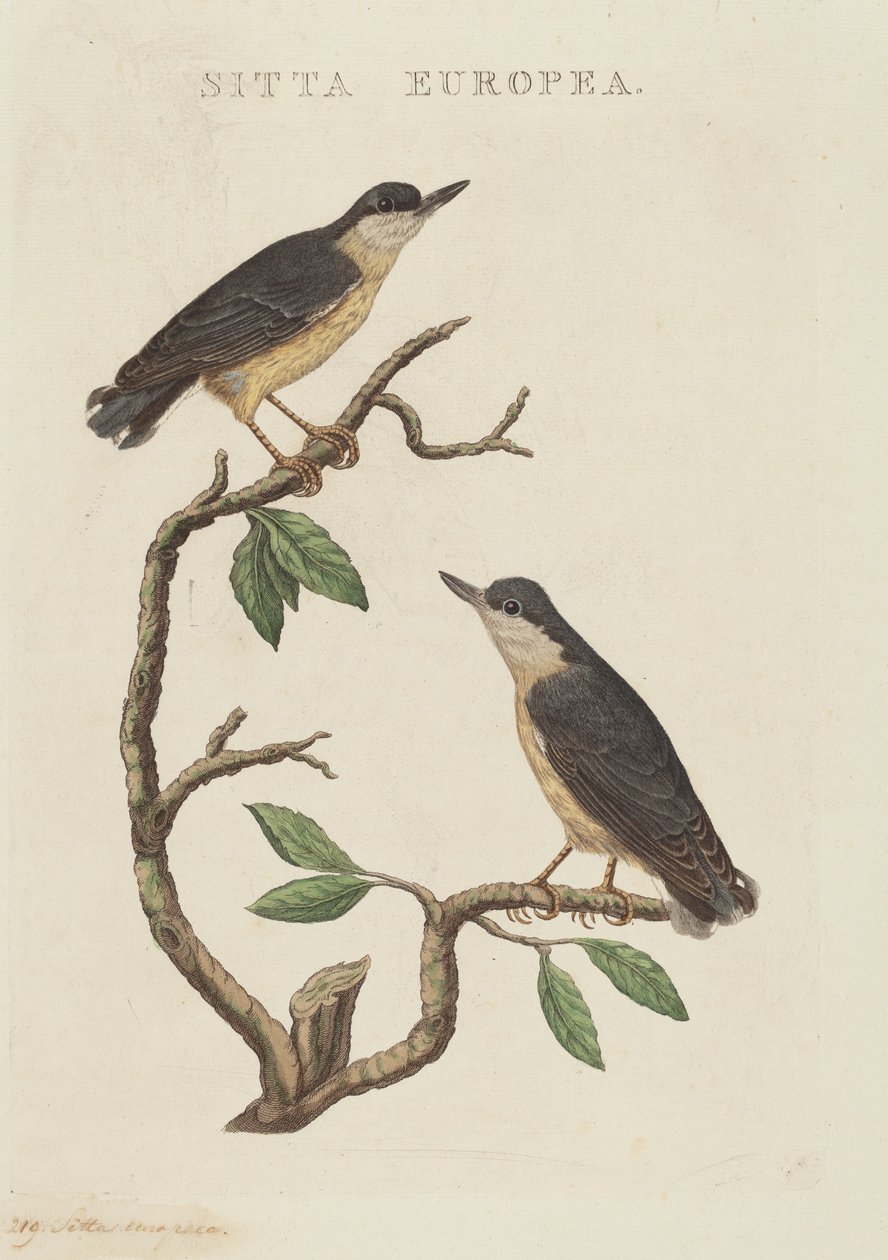Sitta europaea av American 19th Century