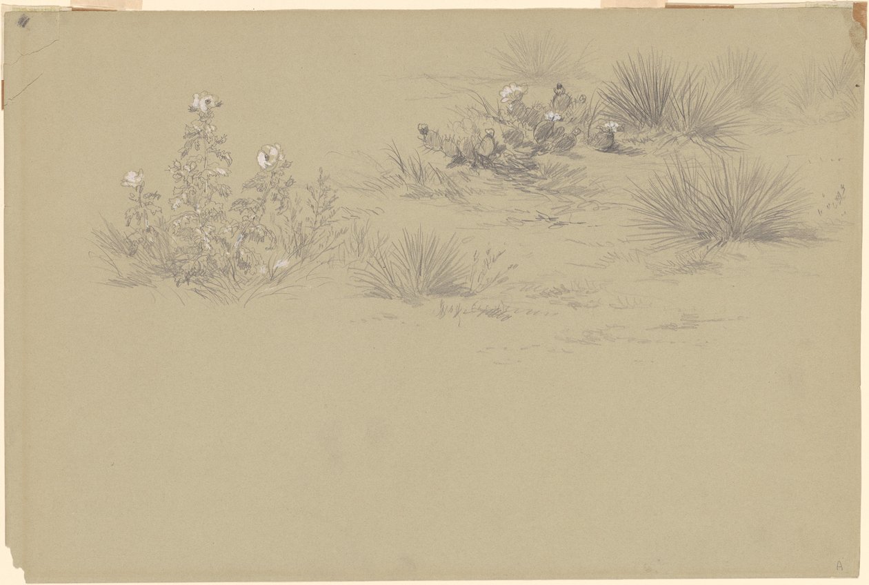 Blomstrende busk og ørkenplanter av American 19th Century after John Frederick Kensett