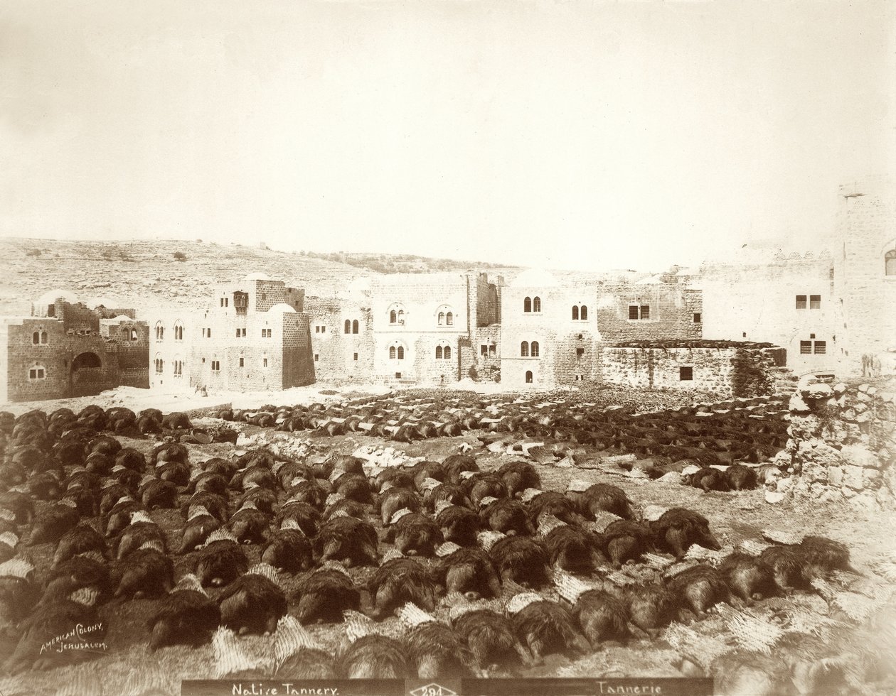 Garveri i Hebron med huder lagt ut i forgrunnen, 1898-1911 av American Photographer