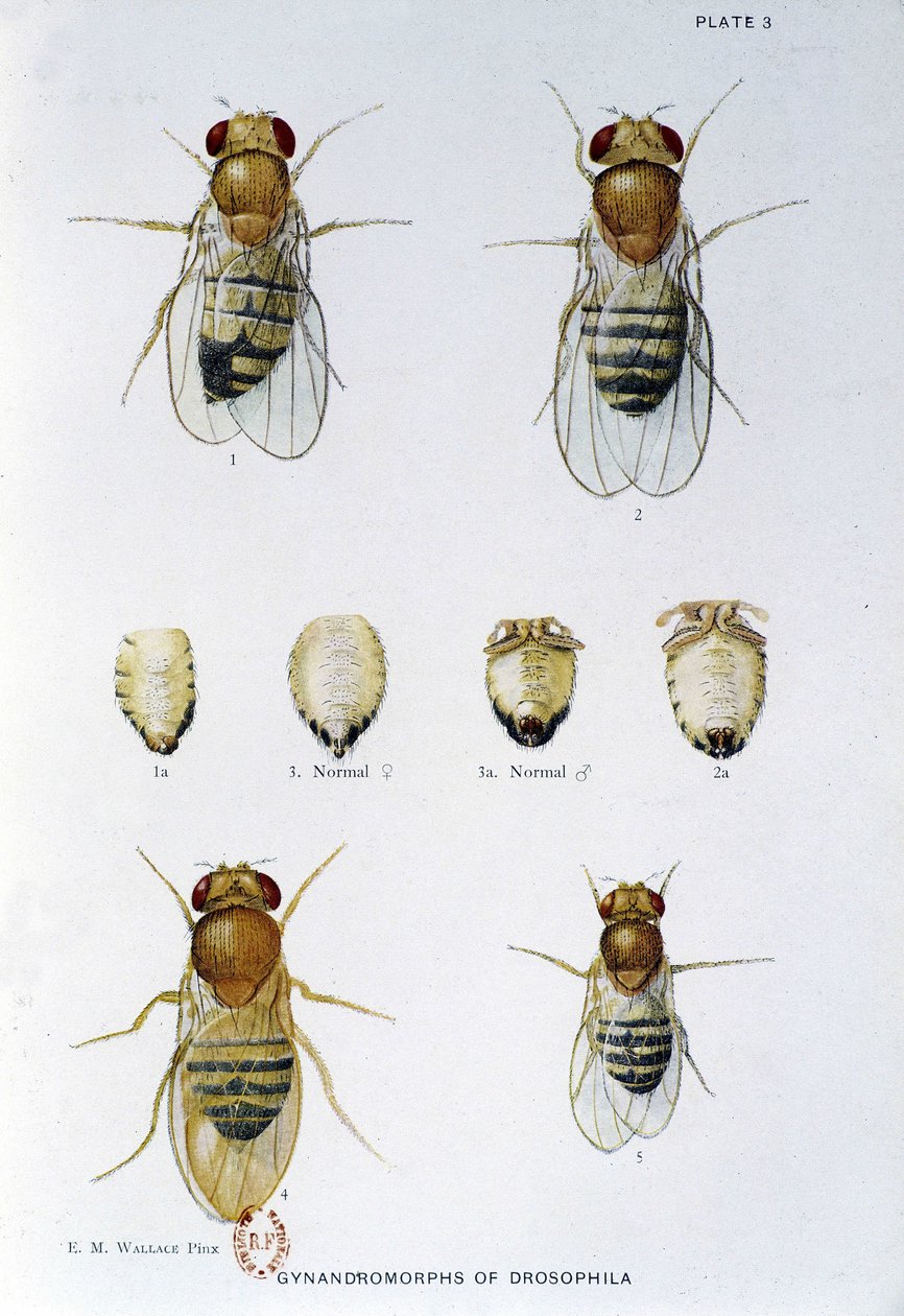 Abeilles - i "" Bidrag til genetikken til drosophila melanogaster"", Thomas H. Morgan av American School