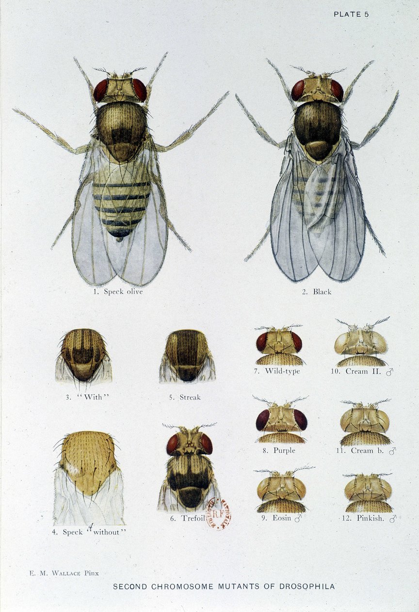 Abeilles - i "" Bidrag til genetikken til drosophila melanogaster"", Thomas H. Morgan av American School