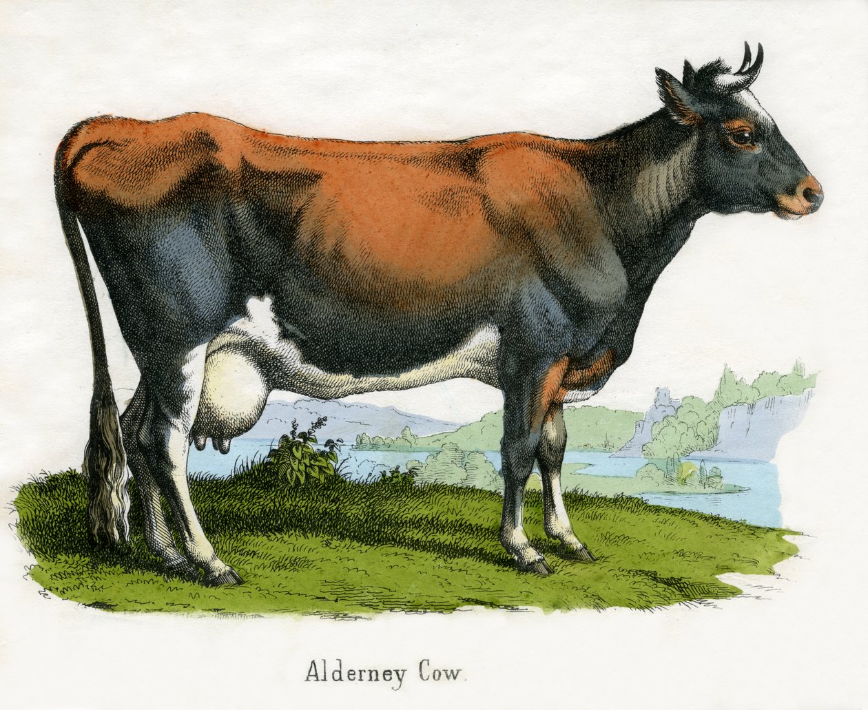 Alderney Cow, fra The Natural History of Animals av American School
