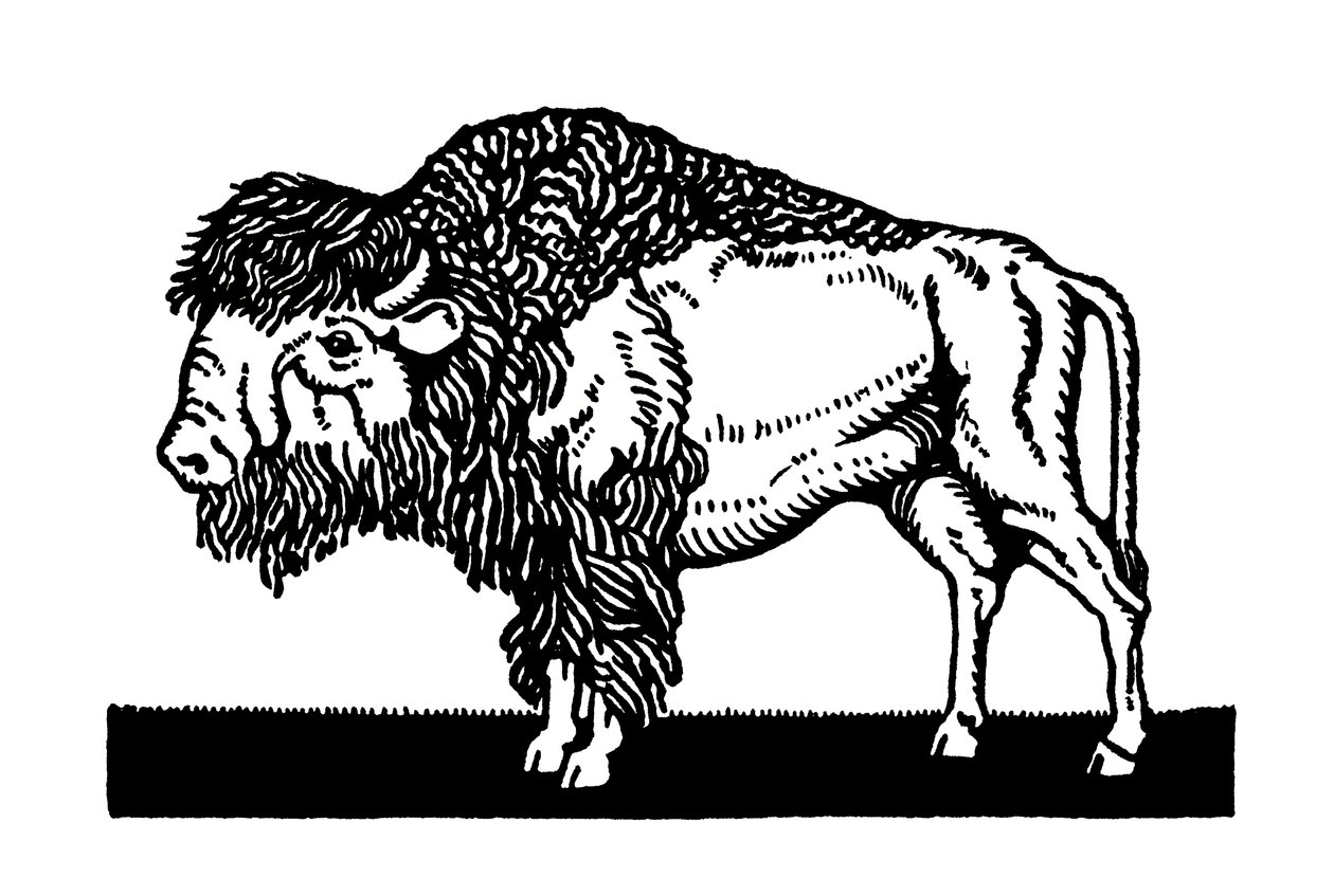 Amerikansk bison fra det gamle vesten av American School