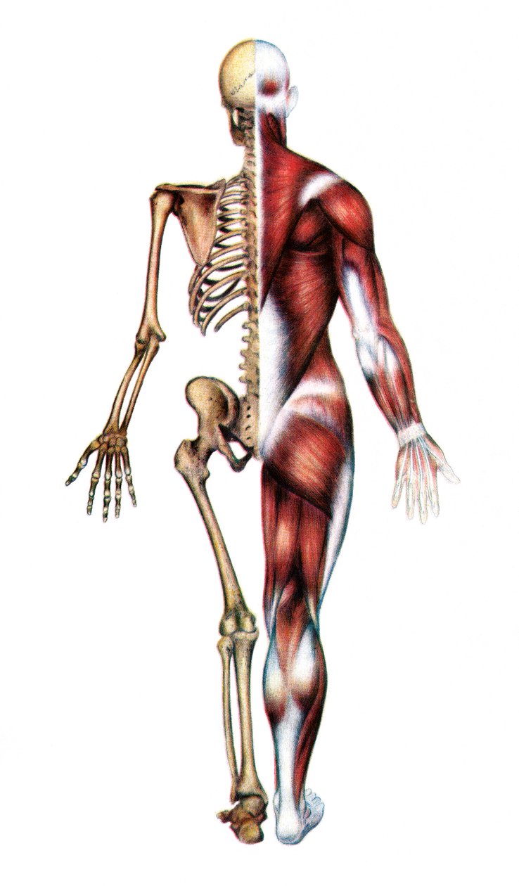 Anatomisk trykk av det menneskelige skjelett og muskler av American School
