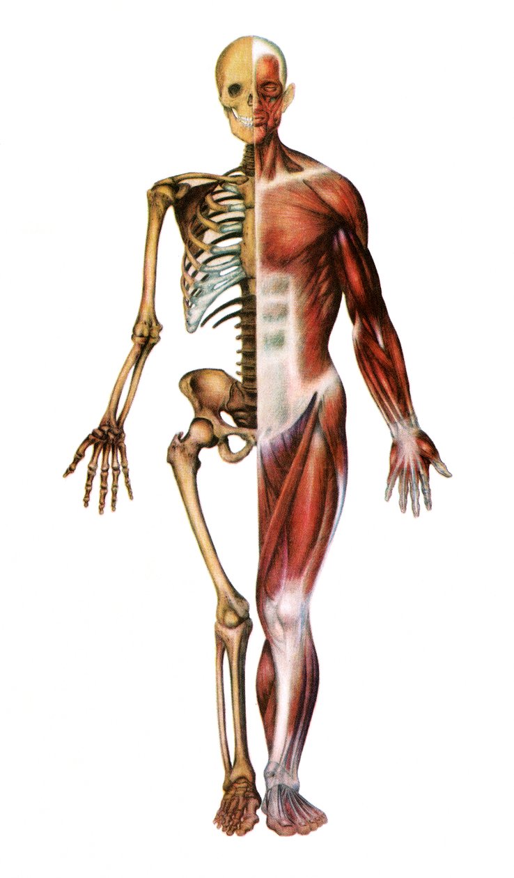 Anatomisk trykk av det menneskelige skjelett og muskler av American School