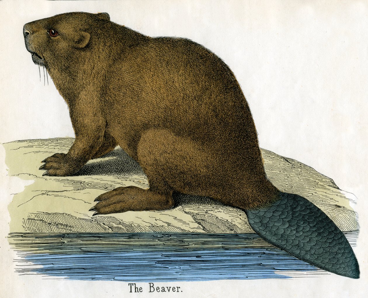 Antikt trykk av en bever av American School