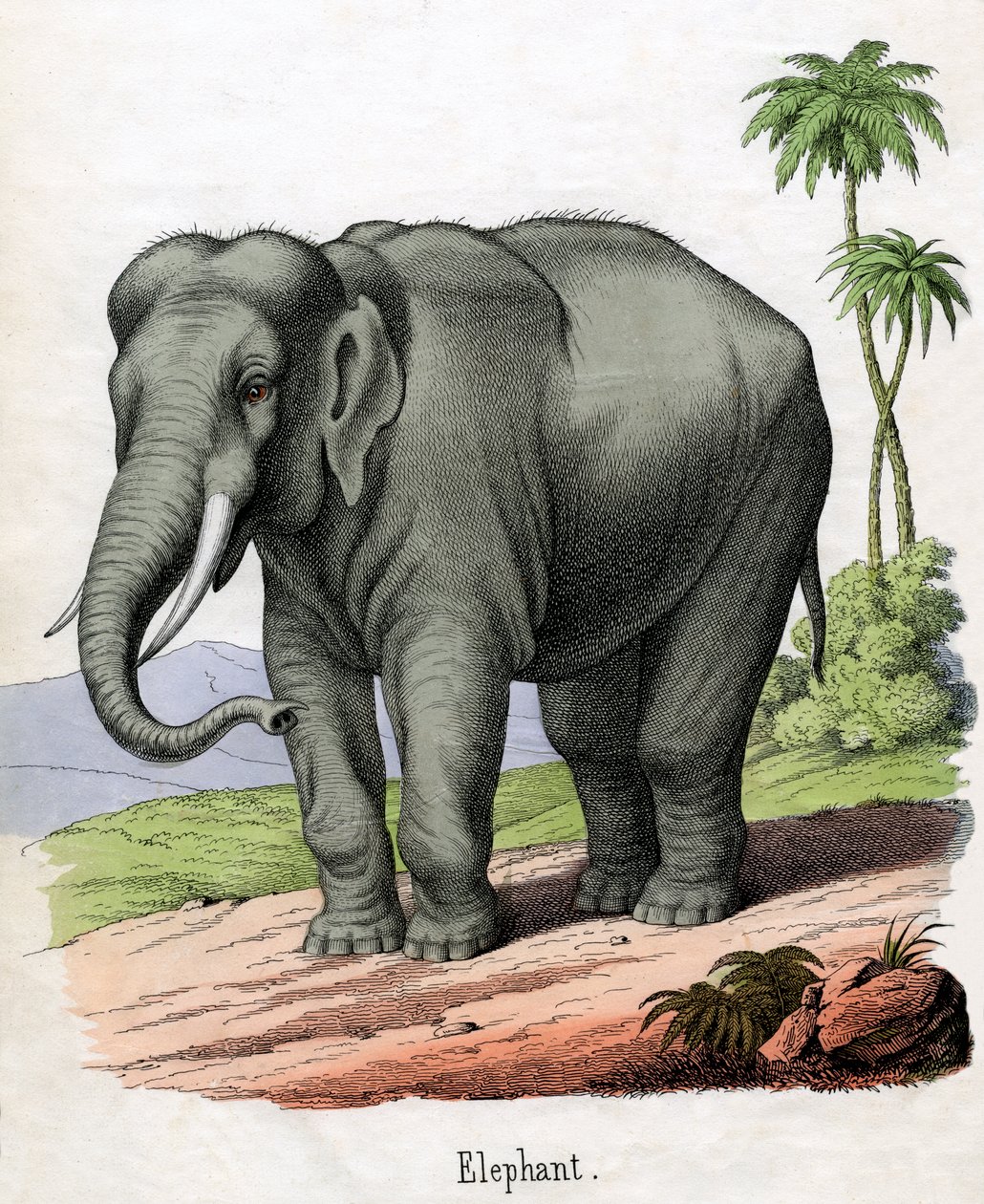 Antikk trykk av en elefant av American School
