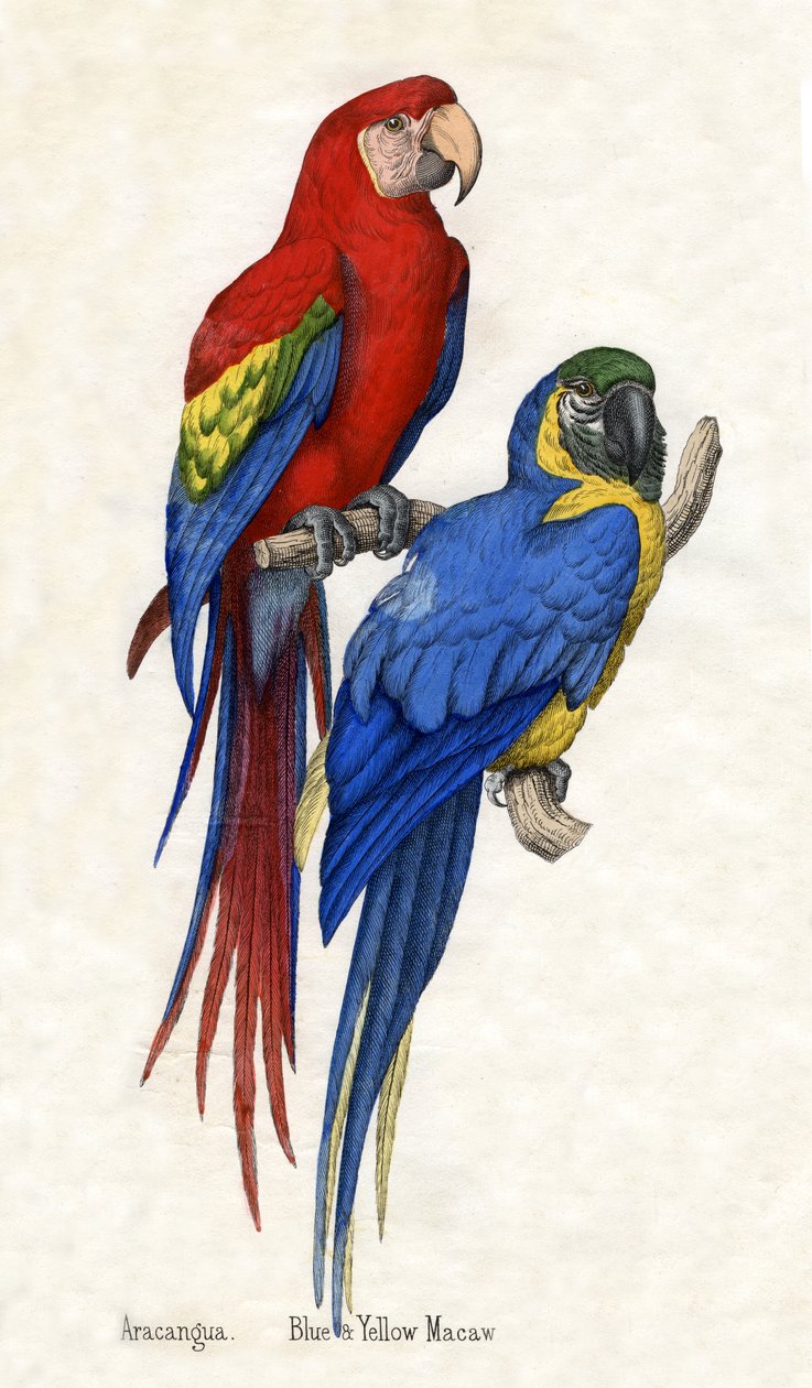 Aracangua og blå og gul ara, fra The Natural History of Animals av American School