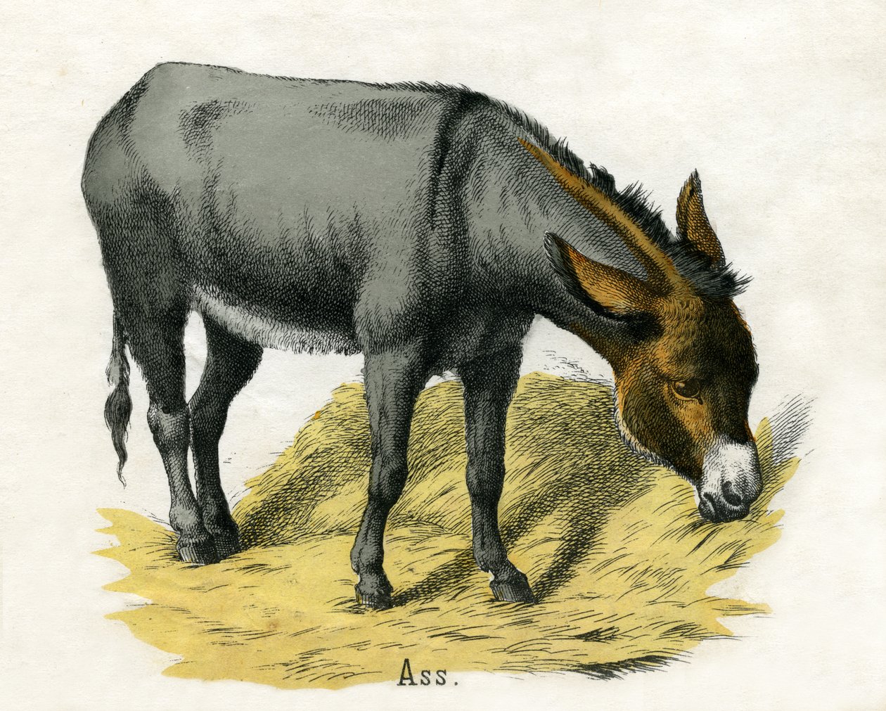 Ass, fra The Natural History of Animals av American School