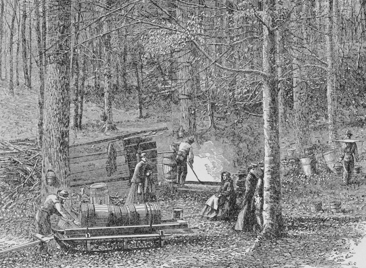 At the Maple Syrup Camp, illustrasjon fra 
