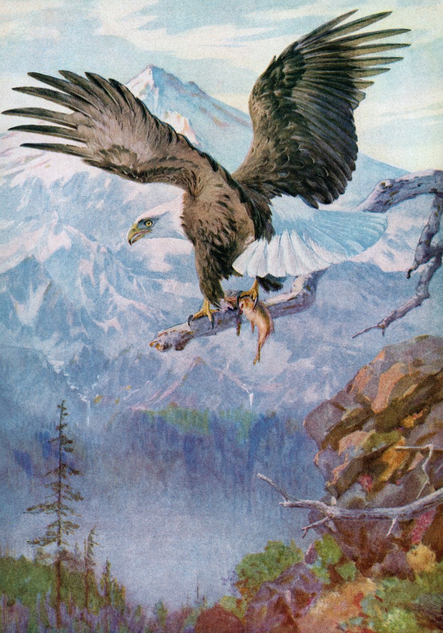Bald Eagle på en fjellabbor med en fisk av American School
