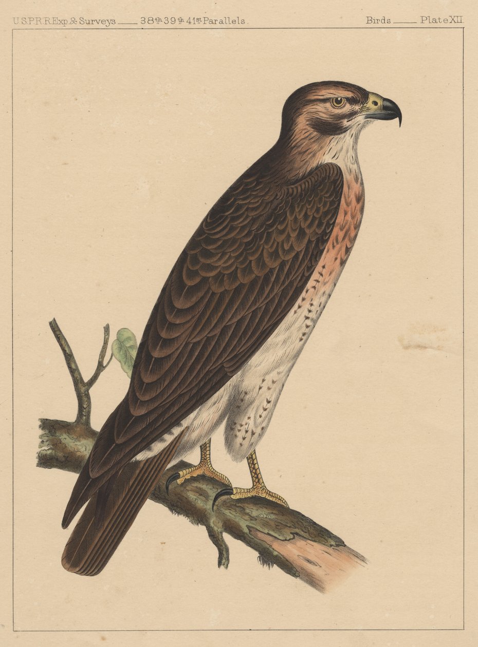Fugler, plate XII, 1855 av American School