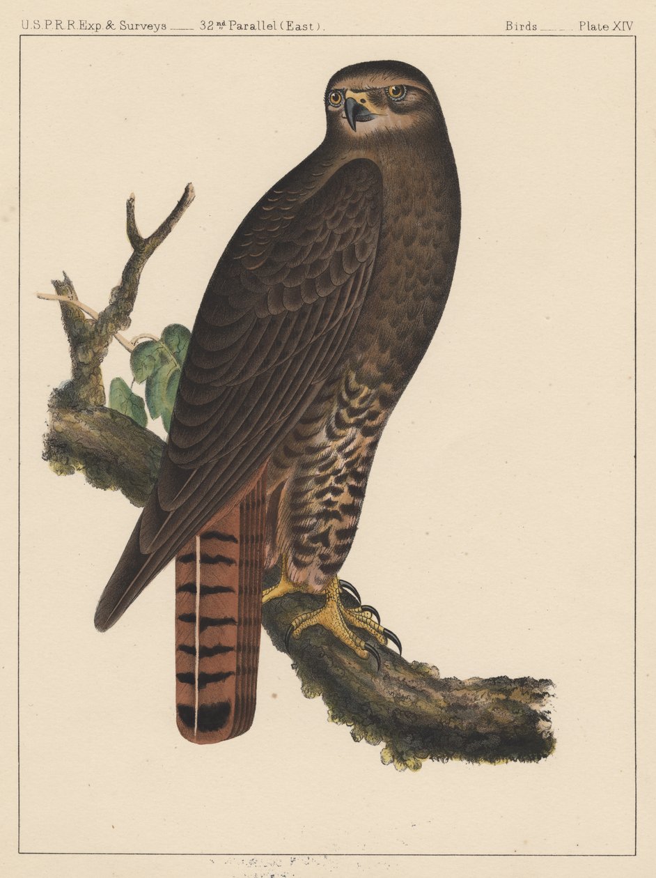 Fugler, plate XIV, 1855 av American School