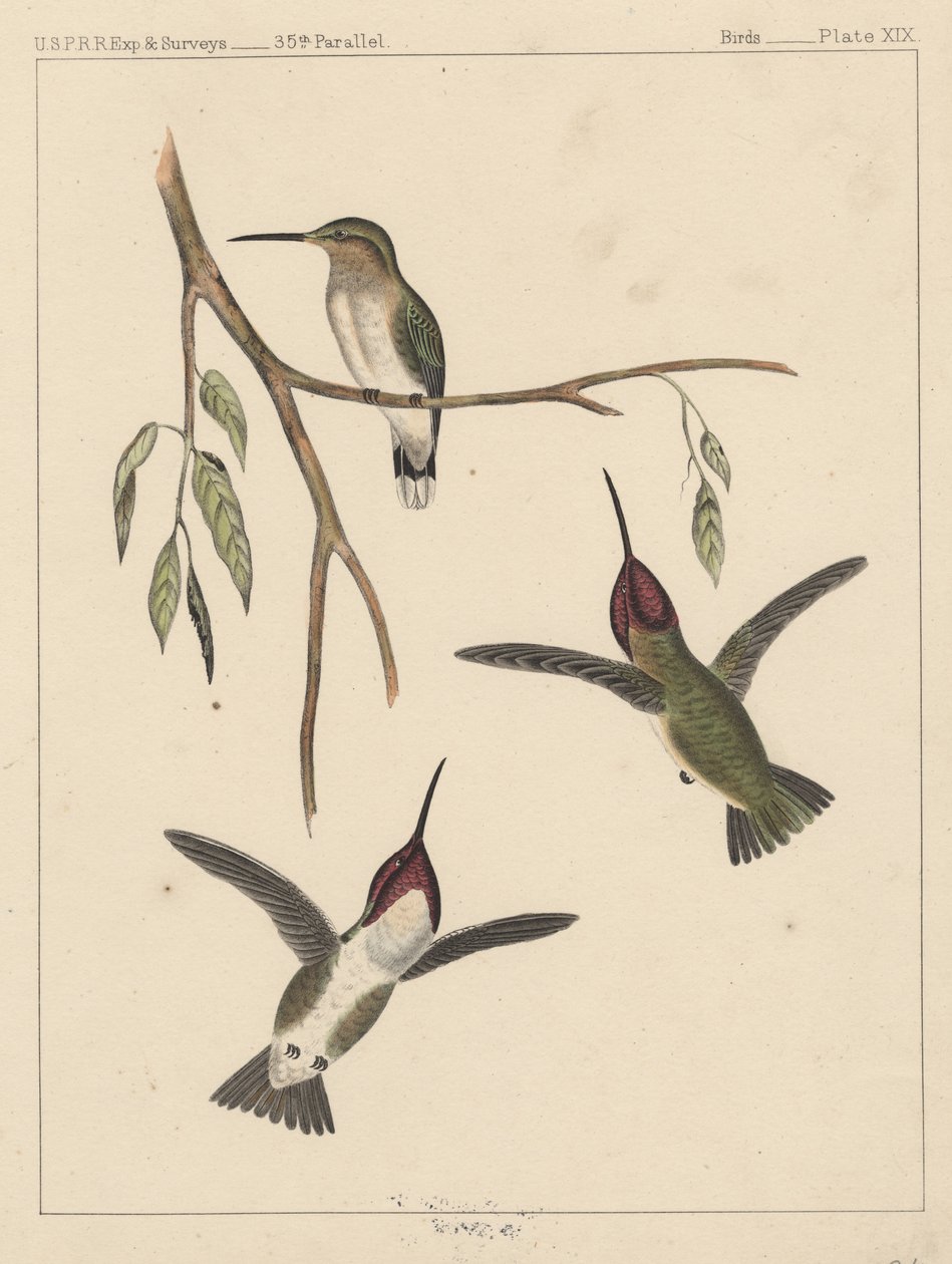 Fugler, plate XIX, 1855 av American School