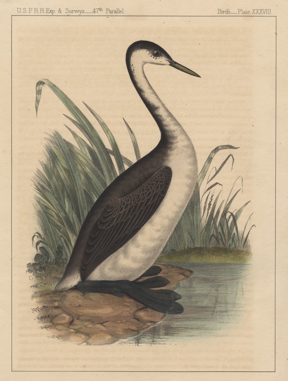 Fugler, plate XXXVIII, 1855 av American School