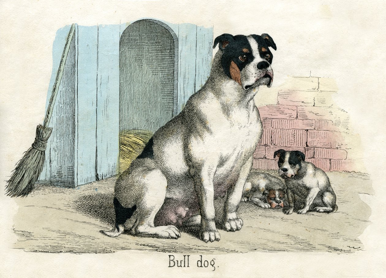 Bulldog, fra The Natural History of Animals av American School
