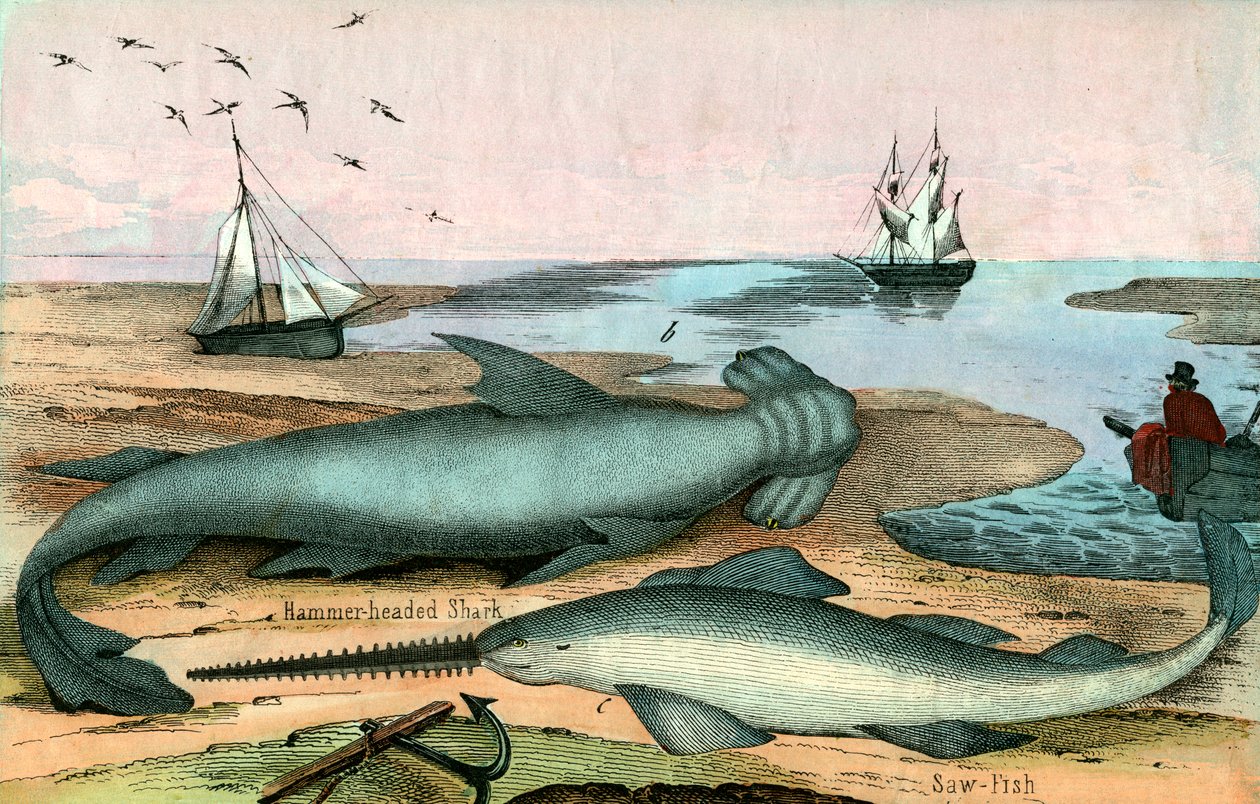 Hammerhai og sagfisk av American School