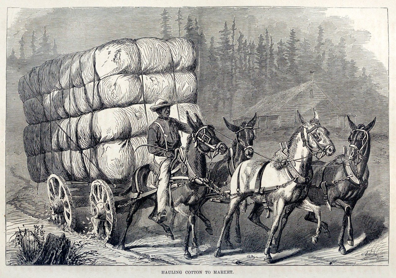 Hauling Cotton to Market, fra One Hundred Years