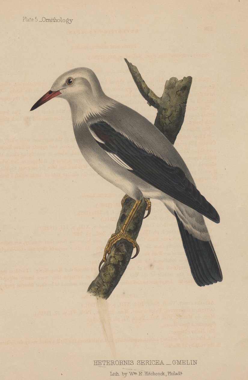 Heterornis Sericea (Gmelin), 1855 av American School